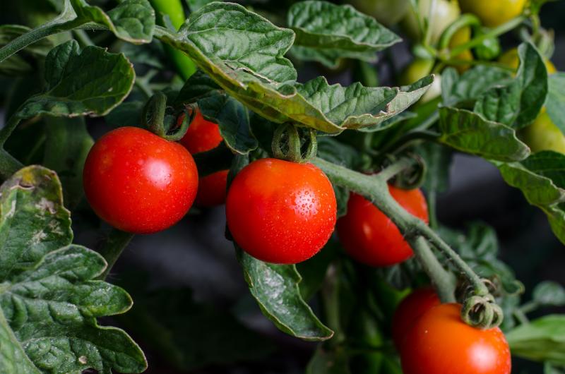 Tomatenpflanze