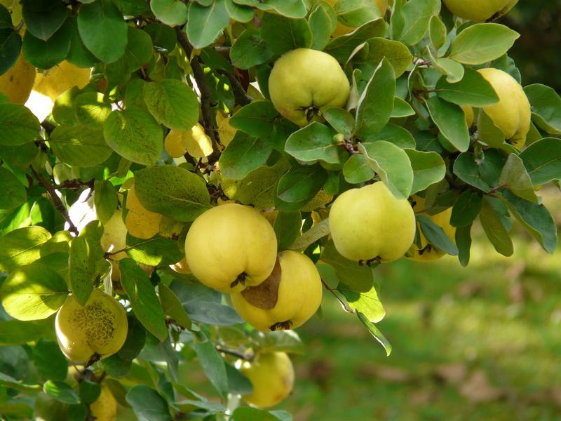 Quitten am Baum