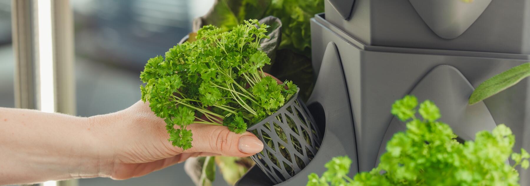 Eine Hand nimmt ein Töpfchen mit Petersilie aus dem Greeny