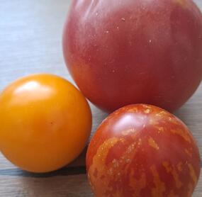 Sehr sehr leckere Tomatensauce von eigenen Tomaten