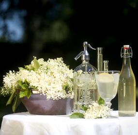 Spritziger Hugo mit Prosecco